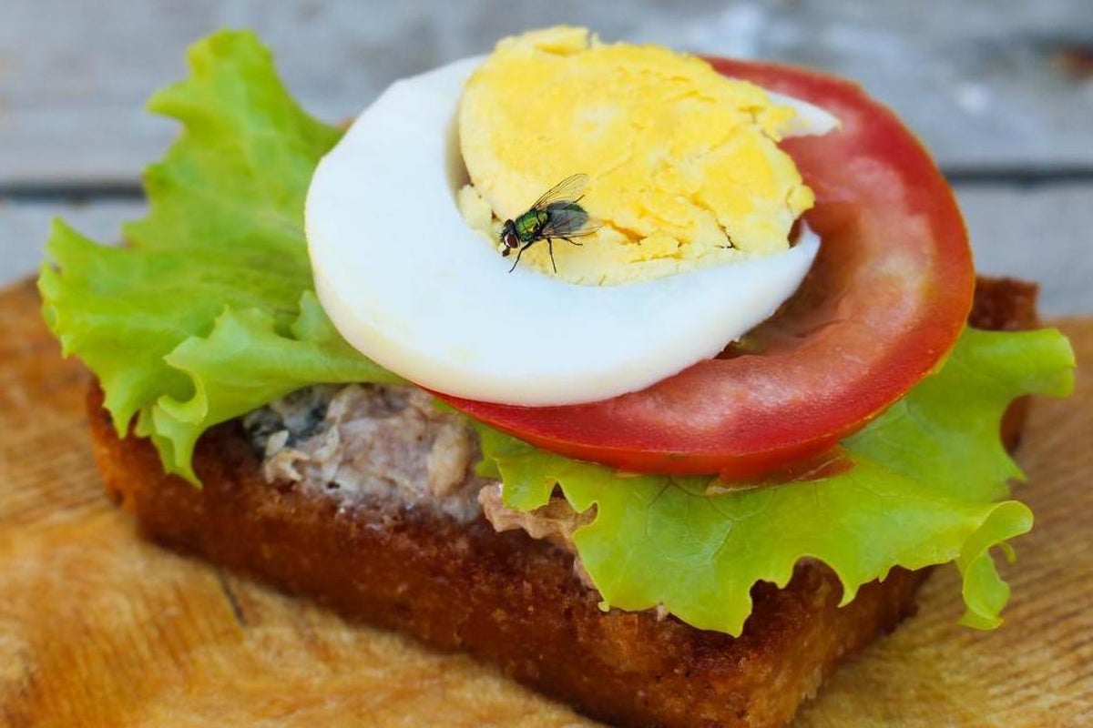 Hindari Makanan Dihinggapi Lalat, Berikut 4 Cara Ampuh Pencegahannya